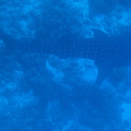 Malediivit 012