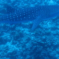 Malediivit 013