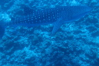 Malediivit 013