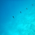 Malediivit_061.JPG