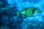 Malediivit 081