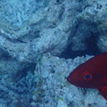 Malediivit_089.JPG