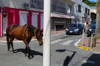 Hevonen Marigotin kadulla